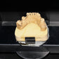 3D Disposable Crown & Bridge Articulators